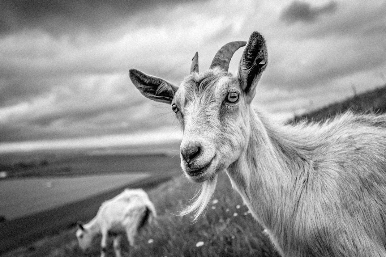 Lahinch's famout weather predicting goats